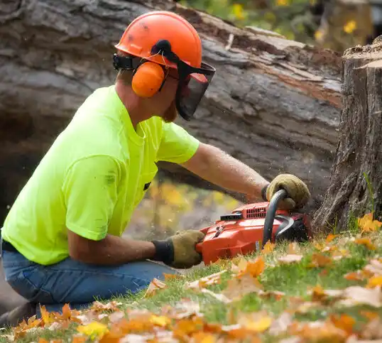 tree services Hartville